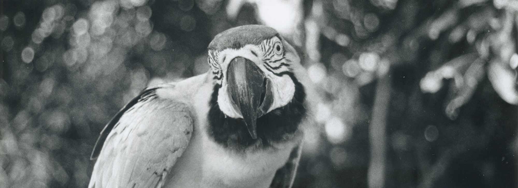 AMAZONAS – COLOMBIA